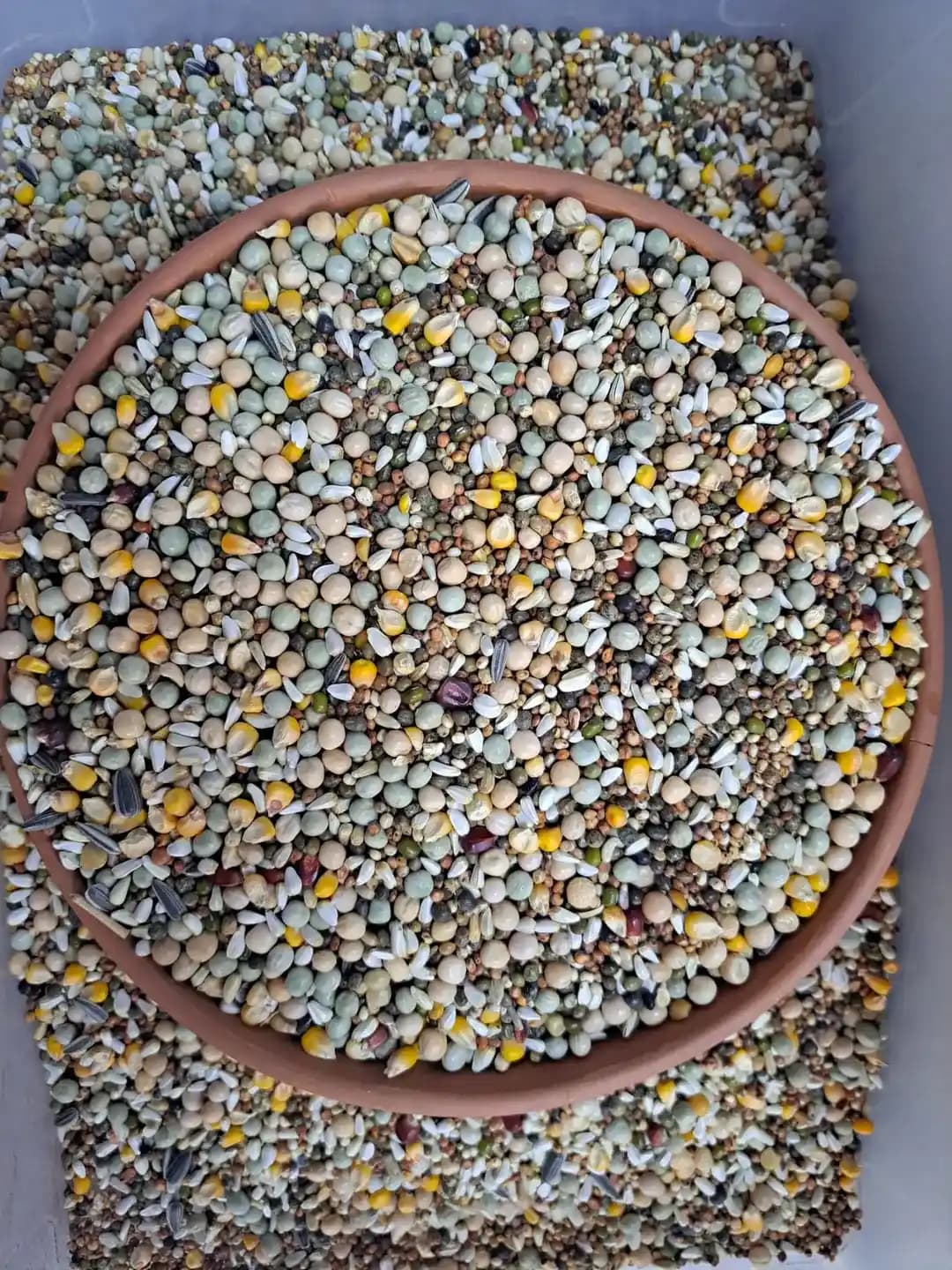 Güvercin Karışık Yemin Faydaları ve Kullanım İpuçları Detaylı Rehber