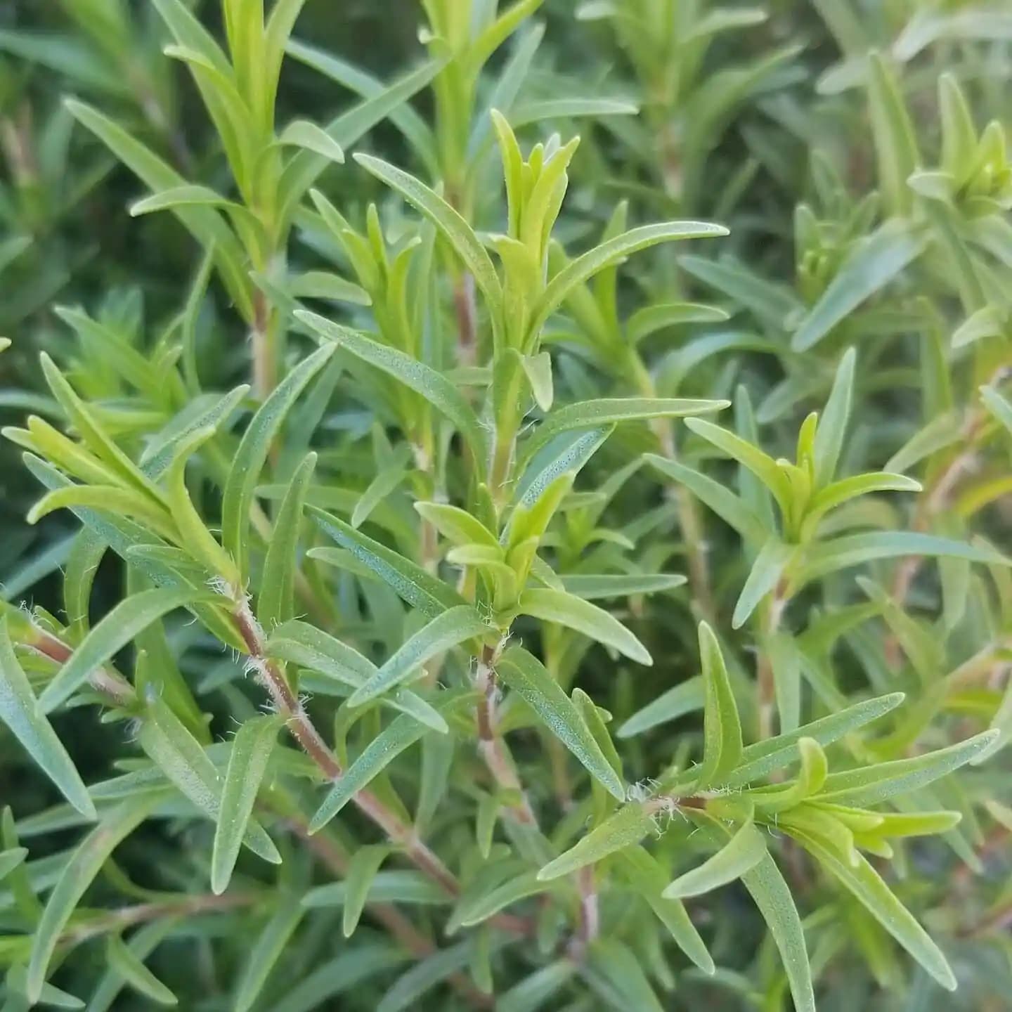 Hatay'ın Zengin Gastronomik ve Kültürel Mirası: Geleneksel Yemekler ve Yerel Lezzetler