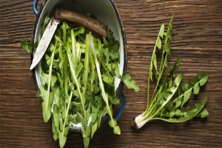 Hindiba ve Yan Etkileri: Bilinenler ve Bilinmeyenler Hakkında Güncel Bilgiler