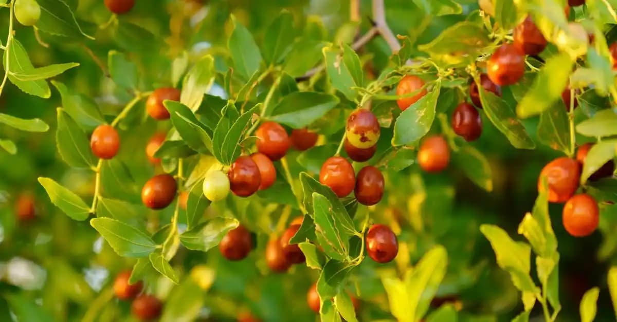 Hünnap Bitkisinin Doğal Yetişme Alanları ve Yetiştirme Koşulları Hakkında Detaylı Bilgi