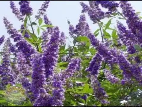 Huyut Otu Nedir, Faydaları ve Kullanım Alanları Hakkında Detaylı Bilgi