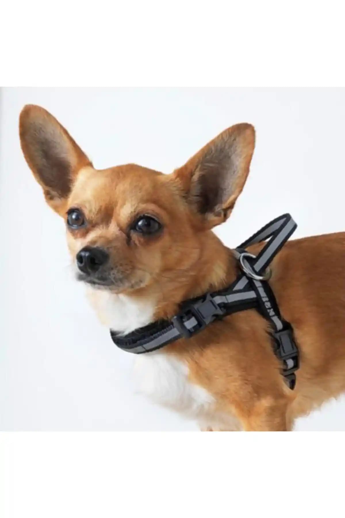 IKEA Köpek Tasması Ürünleri: Güvenli, Şık ve Dayanıklı Seçenekler