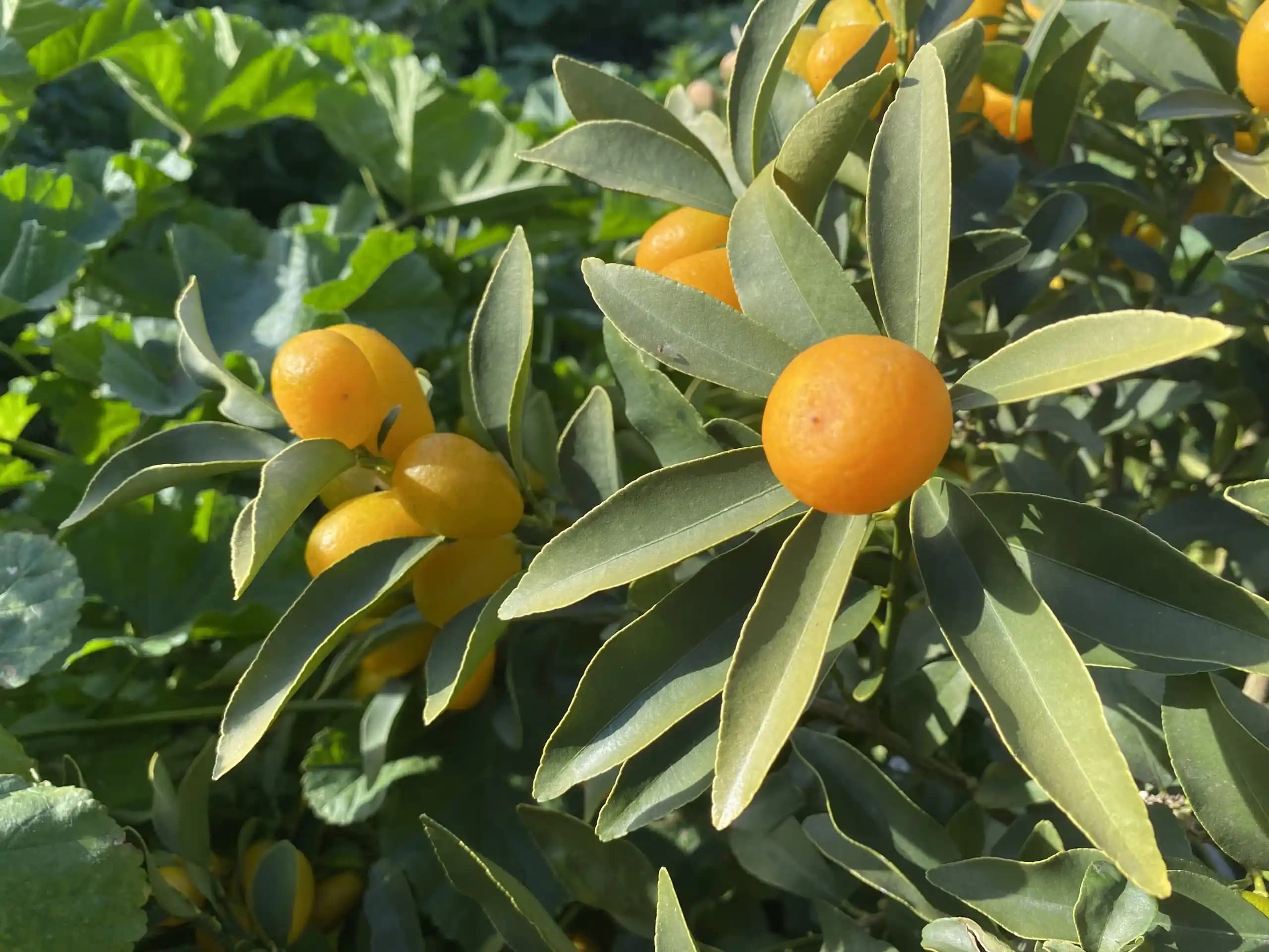 İzmir'in Tarım Ürünleri: Ege'nin Bereketli Toprağından Sofralarınıza Yüksek Kalite ve Tazelik