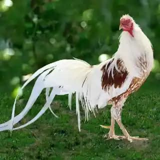 Japon Tavuğu: Yüksek Verim ve Dayanıklılığıyla Tavukçuluk Sektöründe Öne Çıkıyor