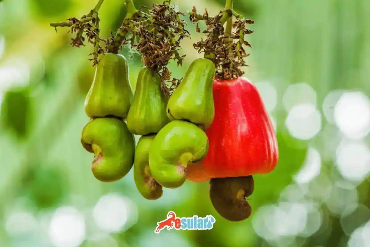 Kaju Yetiştiriciliği: Uygun Koşullarda Verimli ve Sürdürülebilir Tarım Faaliyeti