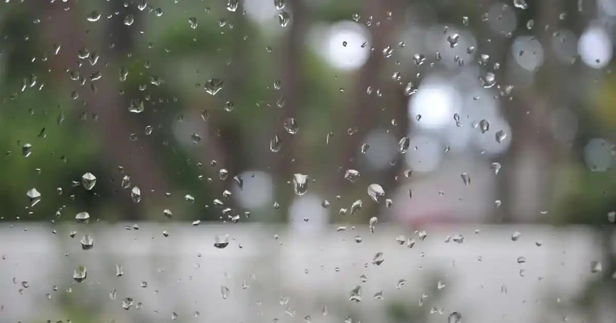 Kedi Tüyü Toplama Rulosu: Ev Temizliğinde Pratik ve Ekonomik Çözüm