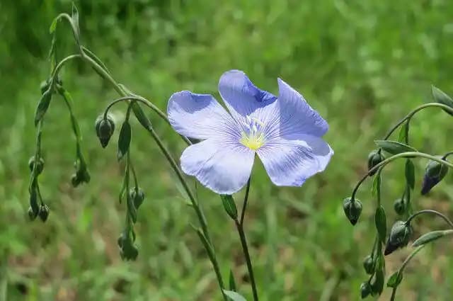 Keten Bitkisinin Özellikleri ve Çok Yönlü Kullanım Alanları Hakkında Detaylı Bilgi