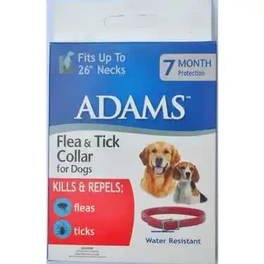 Köpekler İçin Pire Tasması: Güvenli ve Etkili Parazit Koruma Yöntemleri