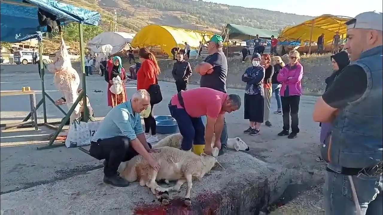 Koyun Kesimi Yöntemleri ve Hijyen Standartları Hakkında Kapsamlı Bilgi
