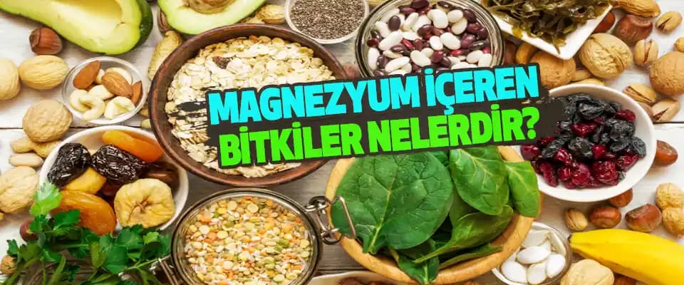 Magnezyum İçeren Bitkiler ve Sağlık Üzerindeki Etkileri: Sağlıklı Yaşam İçin Doğal Kaynaklar