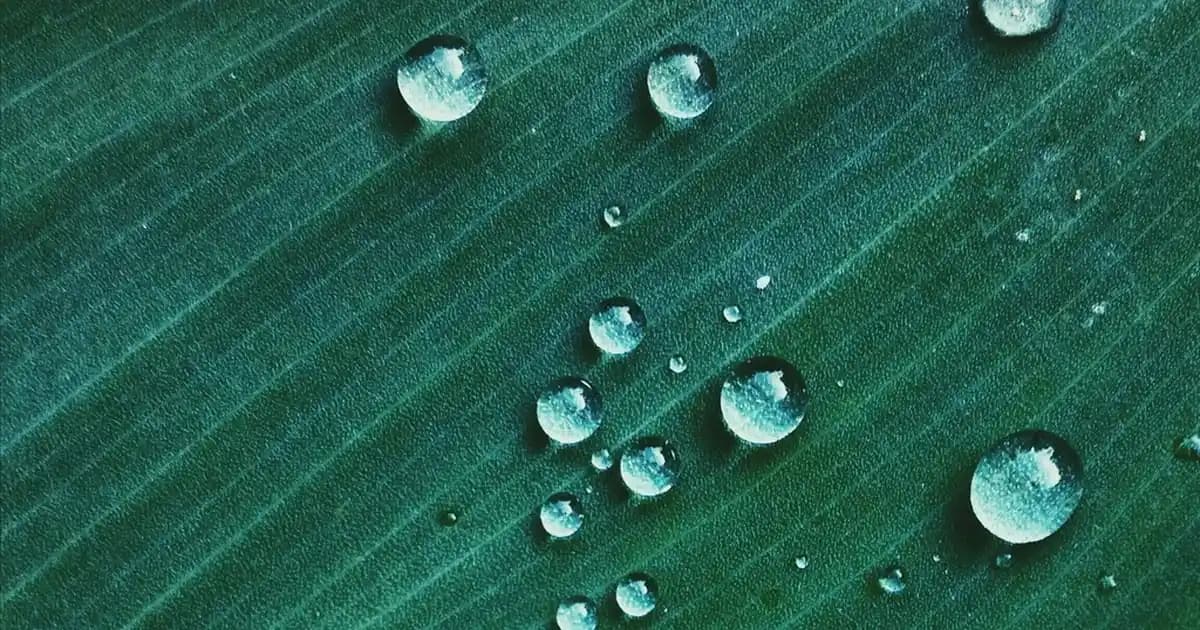 Mahbuba Hindiba Kahvesi ve Kahve Dünyasındaki Yeri Hakkında Genel Değerlendirme