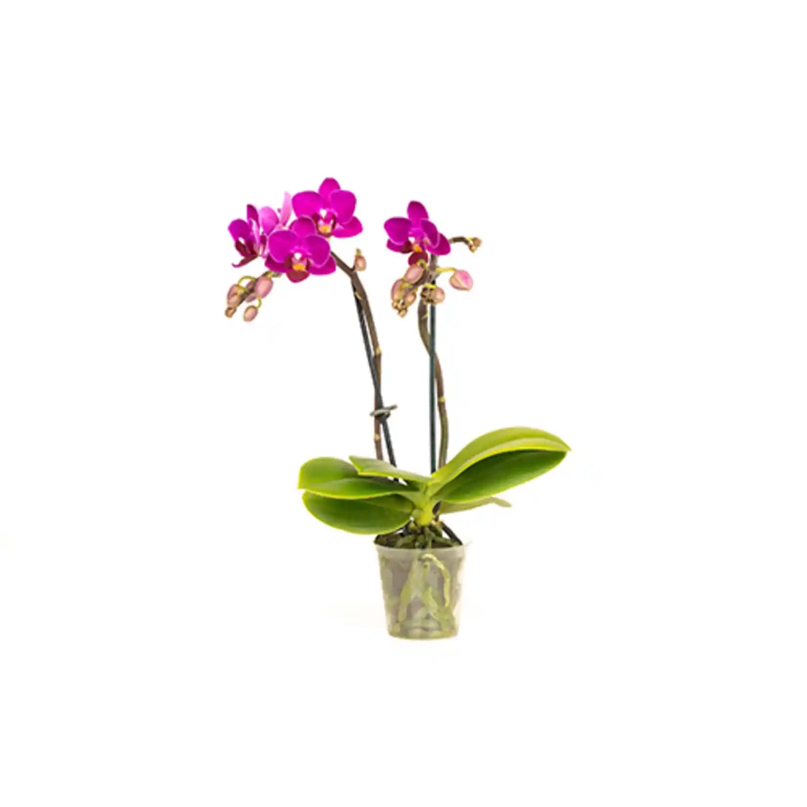 Migros Mini Orkide ile Ev ve Ofislerinizde Şık ve Bakımı Kolay Dekorasyon Çözümü