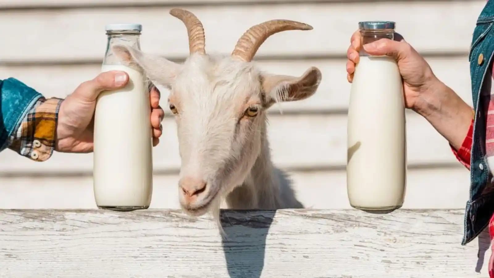 Migros'ta Keçi Sütü Var mı Sorusu ve Alternatif Satış Noktaları