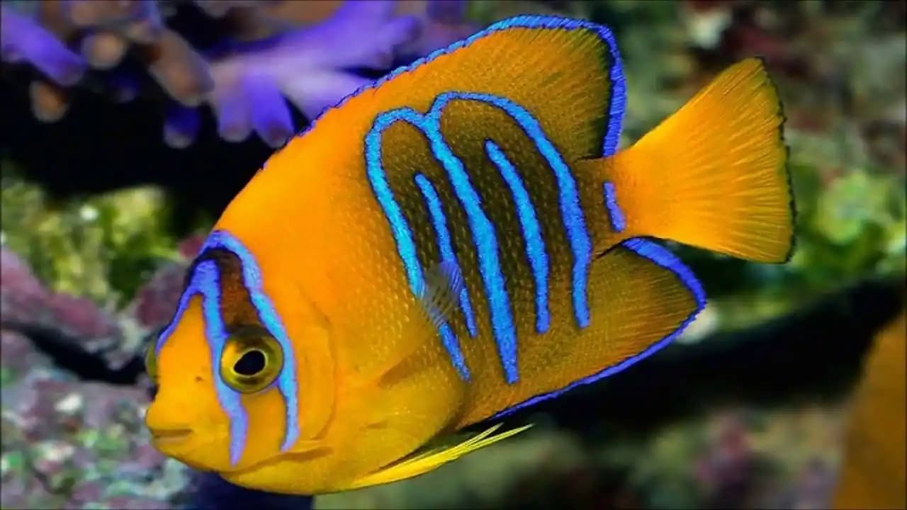 Pahalı Balıkların Ekonomik ve Gastronomik Değerleri Üzerine Kapsamlı Analiz