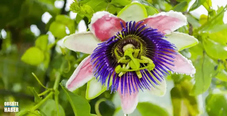 Passiflora Bitkisi: Doğal Sakinleştirici ve Sağlık Kaynağı Özellikleri ve Kullanım Alanları
