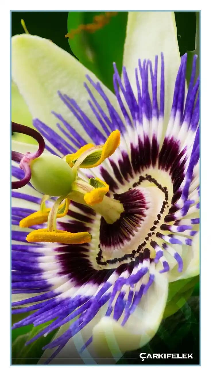 Passiflora Kullanımı ve Aşırı Tüketiminin Potansiyel Sağlık Riskleri