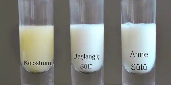 Sarı Süt Nedir? Doğal Renk ve Kullanım Alanlarıyla Sağlıklı Bir Alternatif