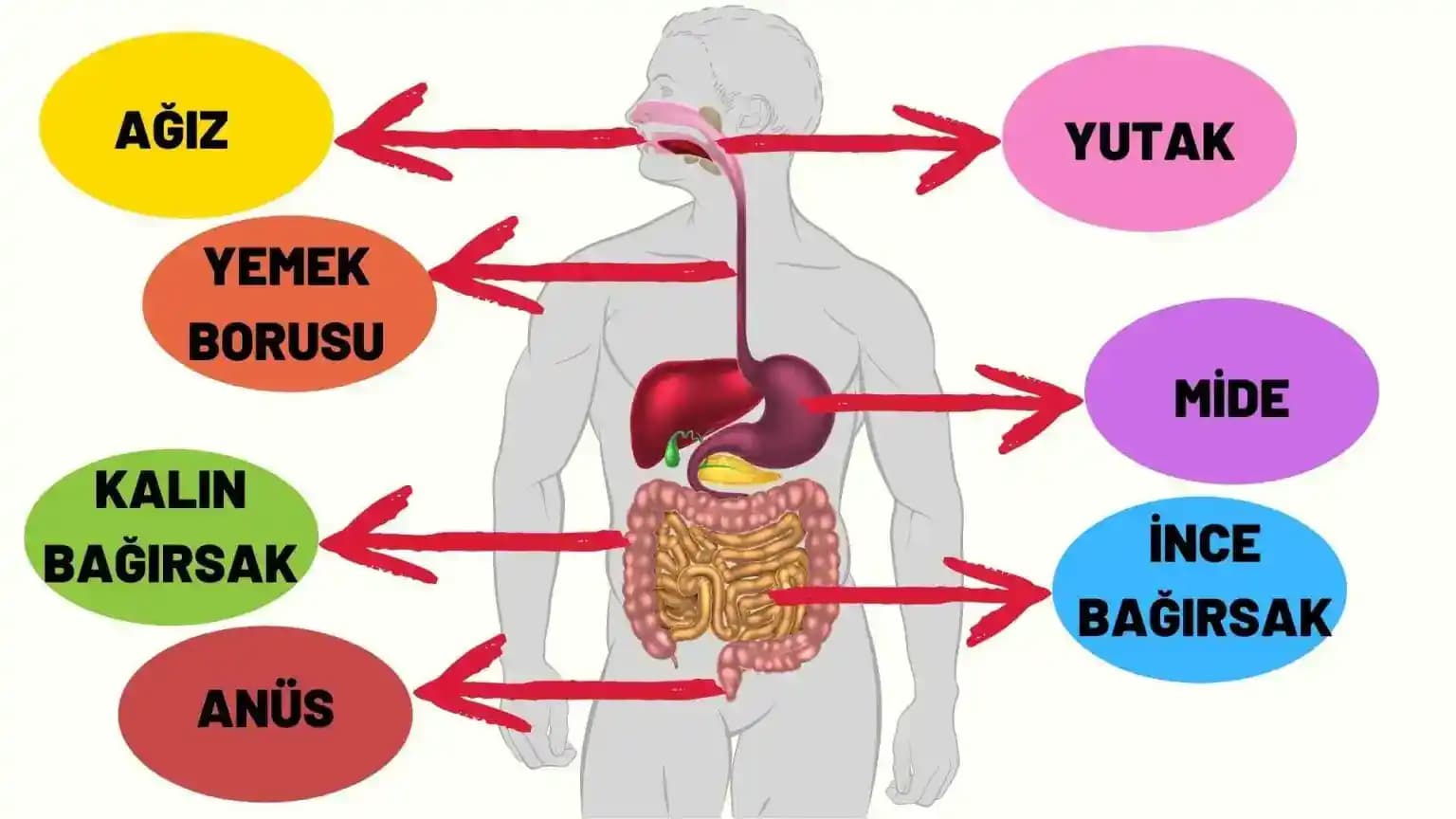 Sindirim Sistemini Destekleyen Yiyecekler ve Sağlıklı Bağırsaklar İçin Temel Rehber