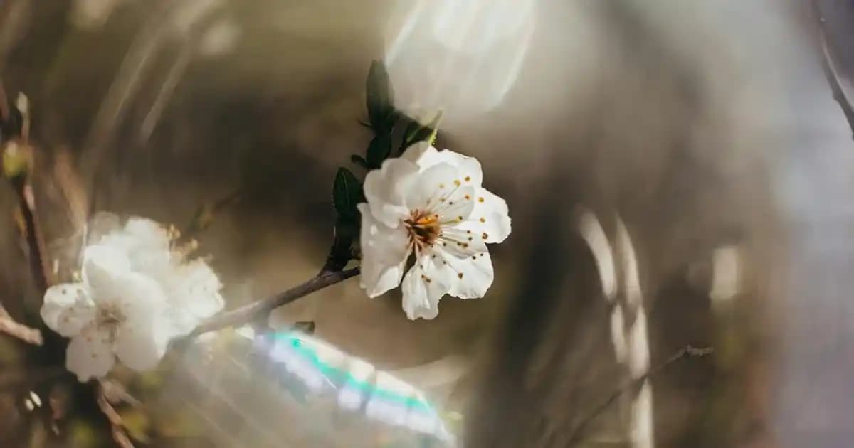 Süs Sabunları: Estetik ve Fonksiyonel Kullanım İmkanlarıyla Dekoratif Sabunlar