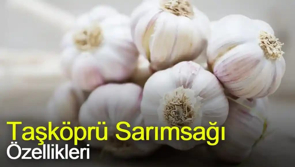 Taşköprü Sarımsağı: Kendine Özgü Aroması ve Sağlık Faydalarıyla Öne Çıkan Doğal Ürün