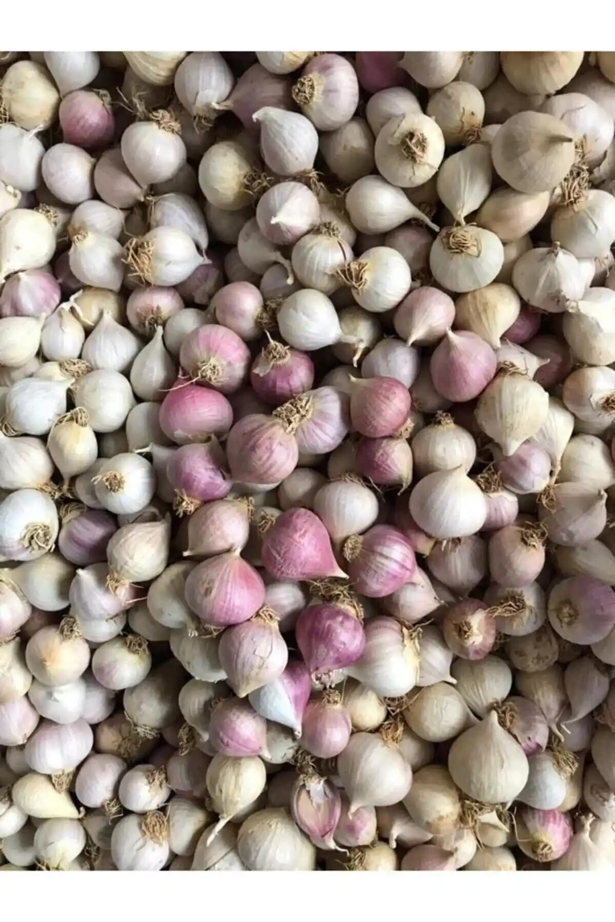 Tek Dişli Sarımsak Nedir, Özellikleri ve Kullanım Alanları Hakkında Bilgiler