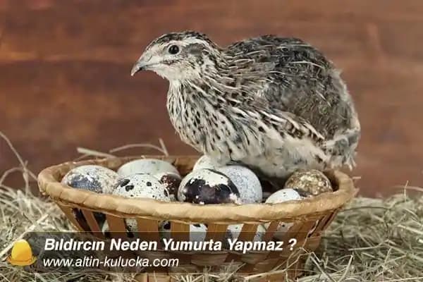 Toyota Tundra Modelleri ve Satın Alma İpuçları 2007 ve Sonrası Özellikler