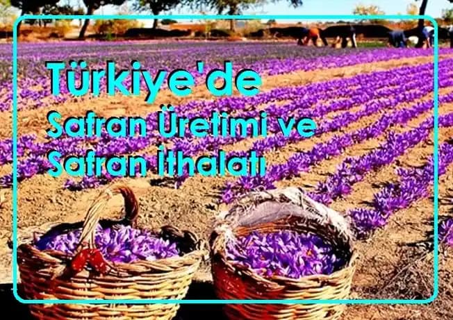 Türkiye’de Safran Üretimi ve Ekonomik Katkıları Analizi