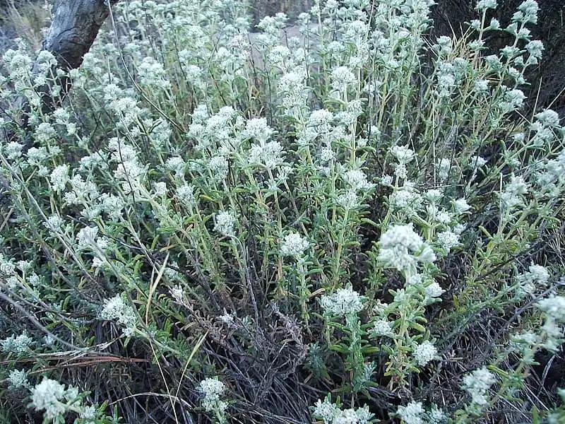 Yavşan Otunun Tanımı, Özellikleri ve Güncel Bilgi Durumu