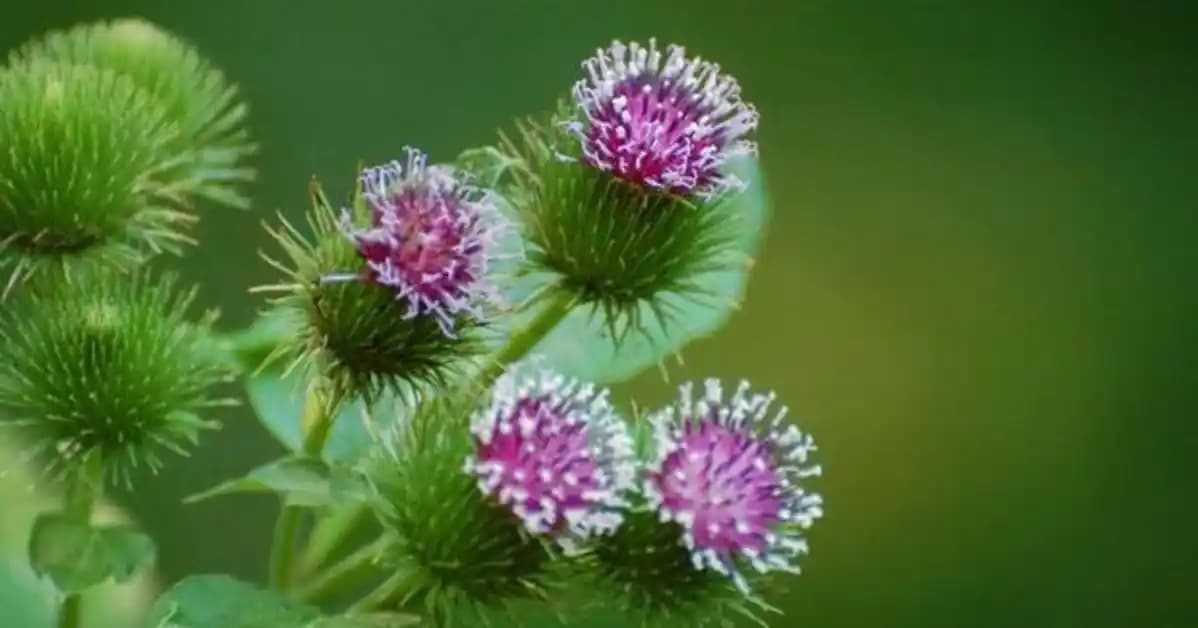 Dulavrat Otu ile 2025'te Sağlığınızı Baştan Yaratmanın 5 Sırrı