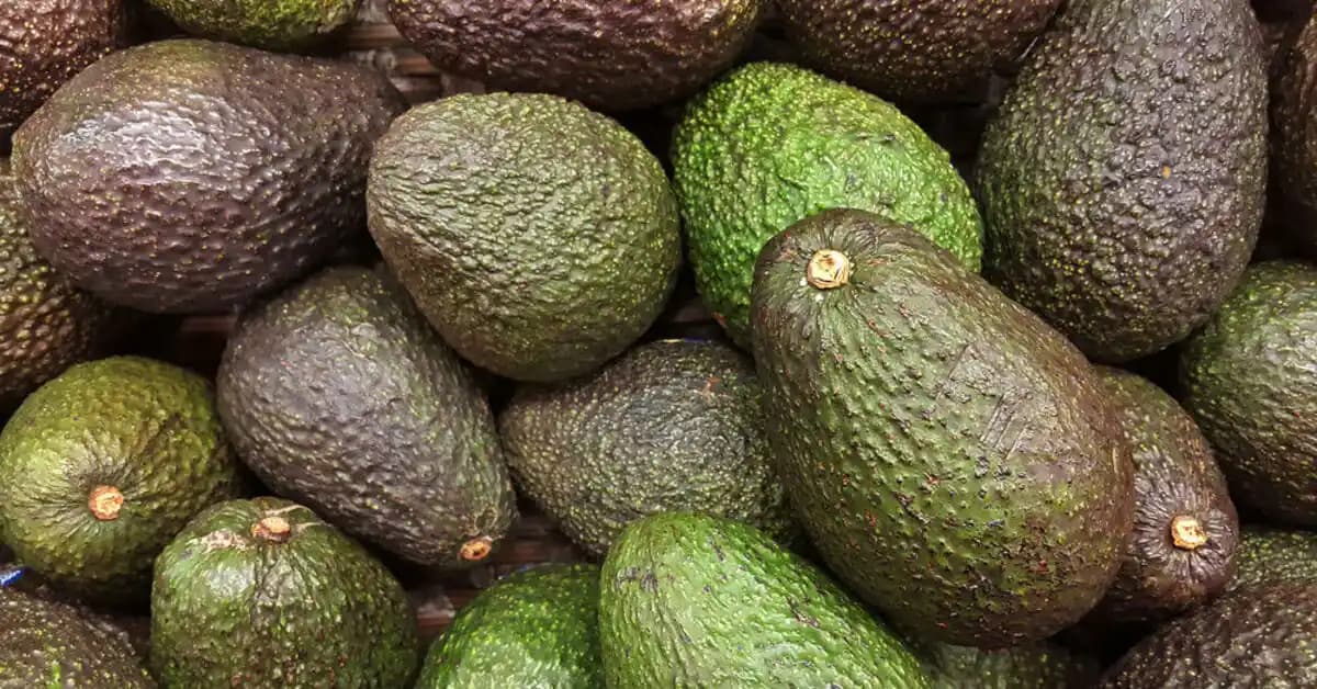 Avokadonun Limon Suyu ile Saklanması ve Kahverengileme Sürecinin Yönetimi