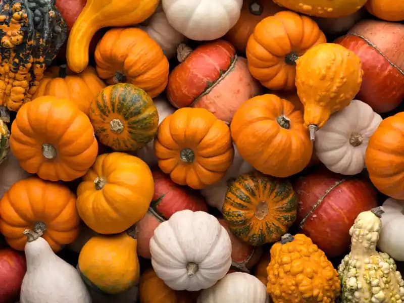 Balkabağı Hazırlama, Saklama Yöntemleri ve Çeşitli Kullanım Alanları