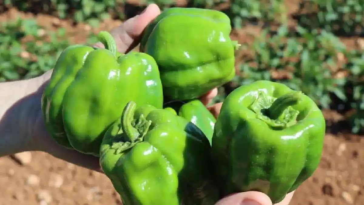 Dolmalık Biber Yerine Kullanılabilecek Alternatif Sebzeler ve Pişirme Yöntemleri