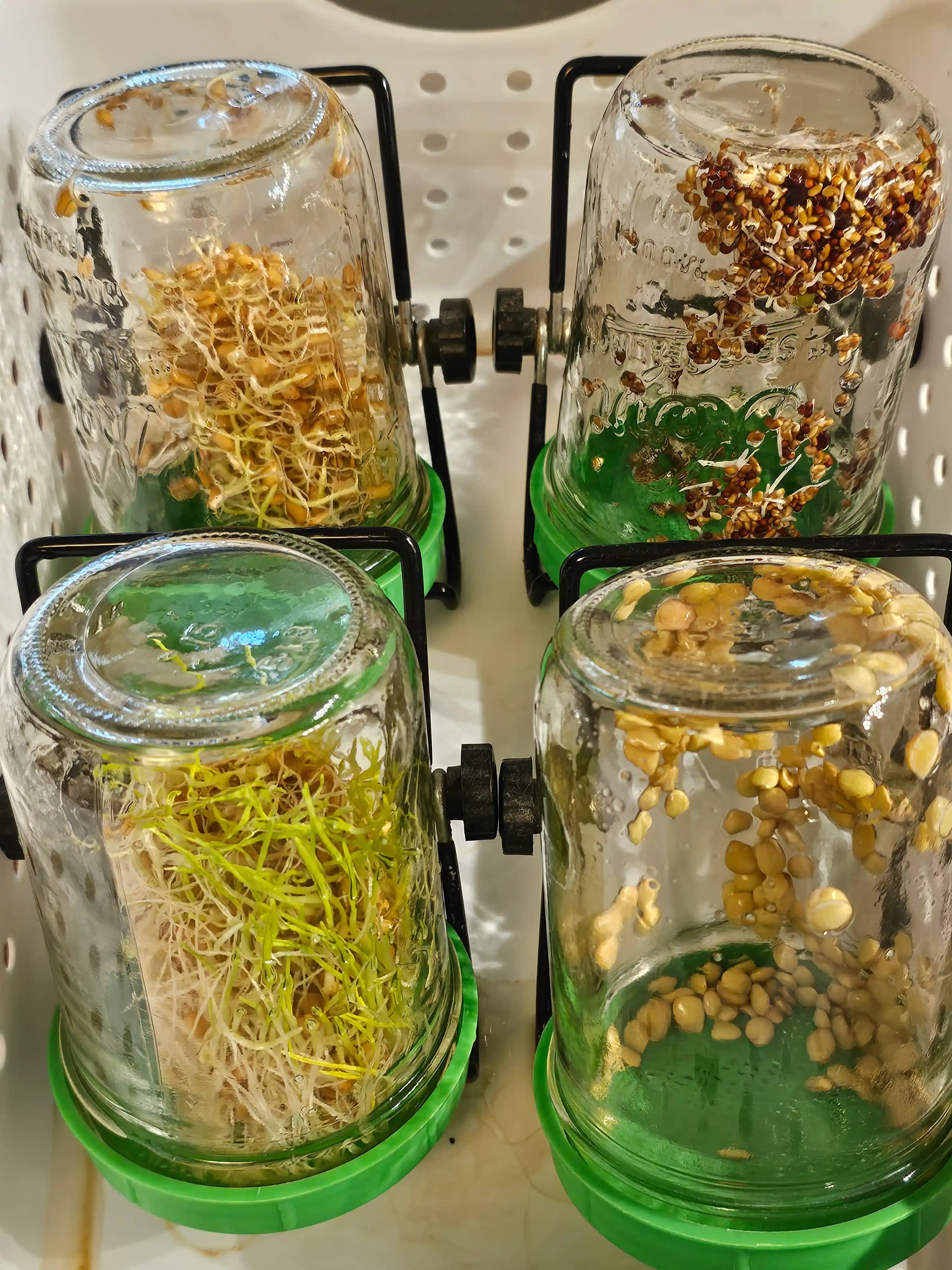 Filizler ve Mikro Yeşillikler: Ekonomik ve Besleyici Yetiştirme Rehberi