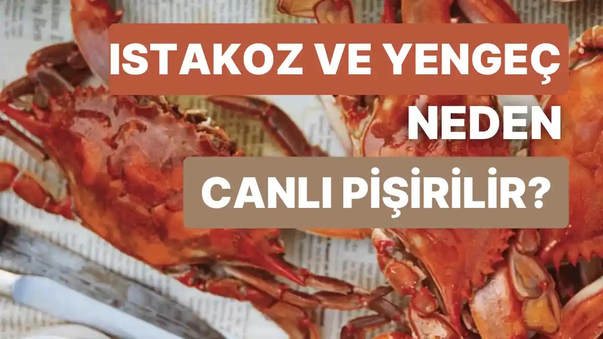 Marketlerde Canlı Istakoz Tanklarının Tarihçesi, Kullanımı ve Günümüzdeki Durumu