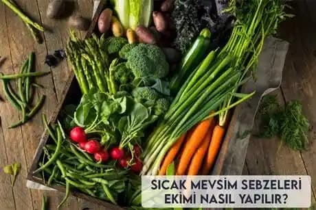 Mevsim Sebzeleriyle Hazırlanan Pratik ve Lezzetli Yaz Yemekleri Rehberi