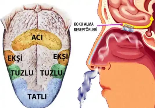 Yemeklerde Doğru Baharatlama Teknikleri ve Temel Baharatların Kullanımı