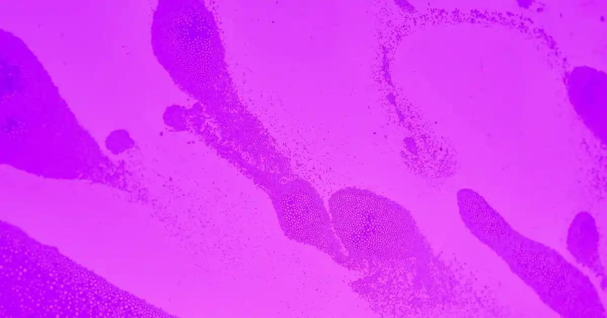 Konserve Nohut Kullanımı ve Pratik Tariflerle Çok Yönlü Lezzet Önerileri