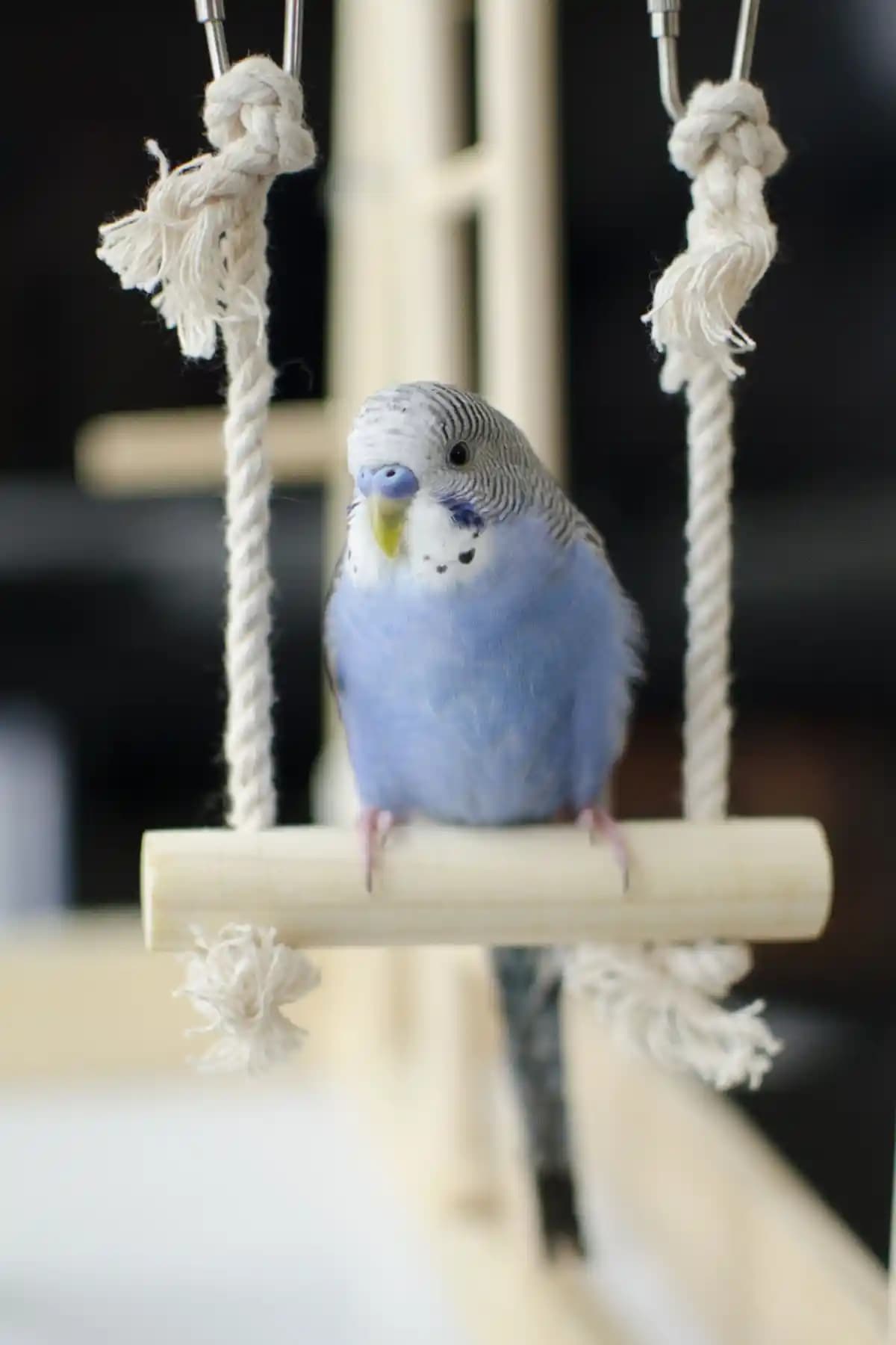 Alyones Muhabbet Kuşu Kafes Salıncağı: Dayanıklı ve Aktif Kullanıma Uygun Kuş Salıncağı