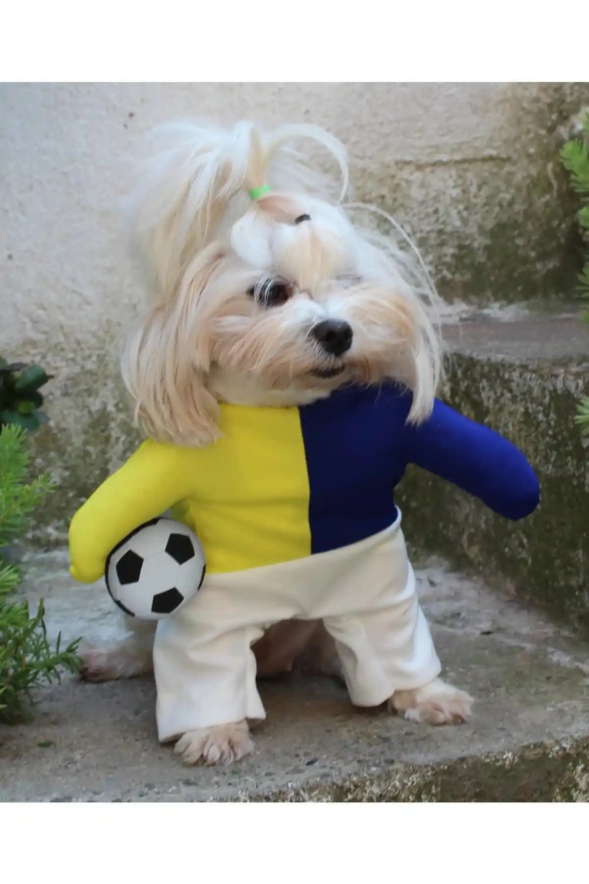 Petite Taraftar Sarı Lacivert Köpek Kıyafeti: Şık ve Dayanıklı Evcil Hayvan Giyim Ürünü