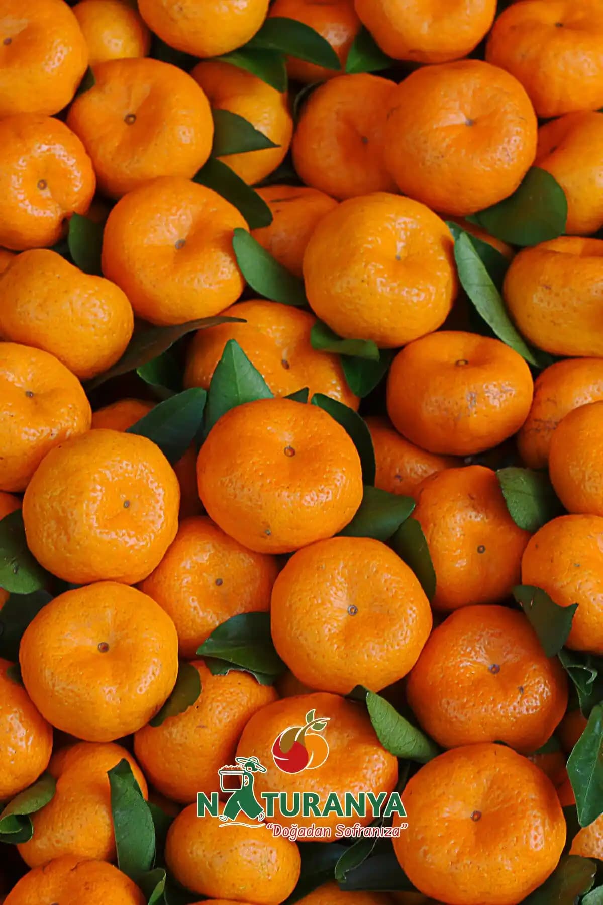 2023 Mandalina Fiyatları ve Piyasa Analizi: Kalite ve Seçim Kriterleri