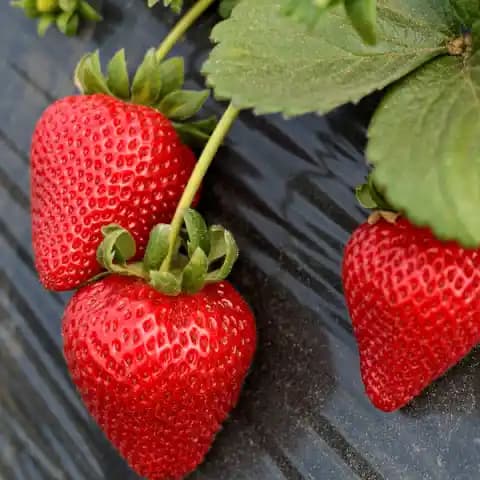 Çilek Çeşitleri ve Fiyatlandırma Dinamikleri Hakkında Detaylı Bilgi