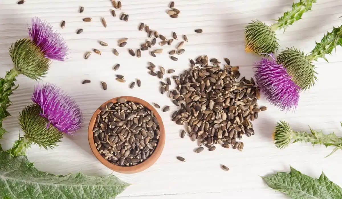 Deve Dikeni Tohumu ve Sağlık Üzerindeki Potansiyel Faydaları Bilimsel Durum Analizi