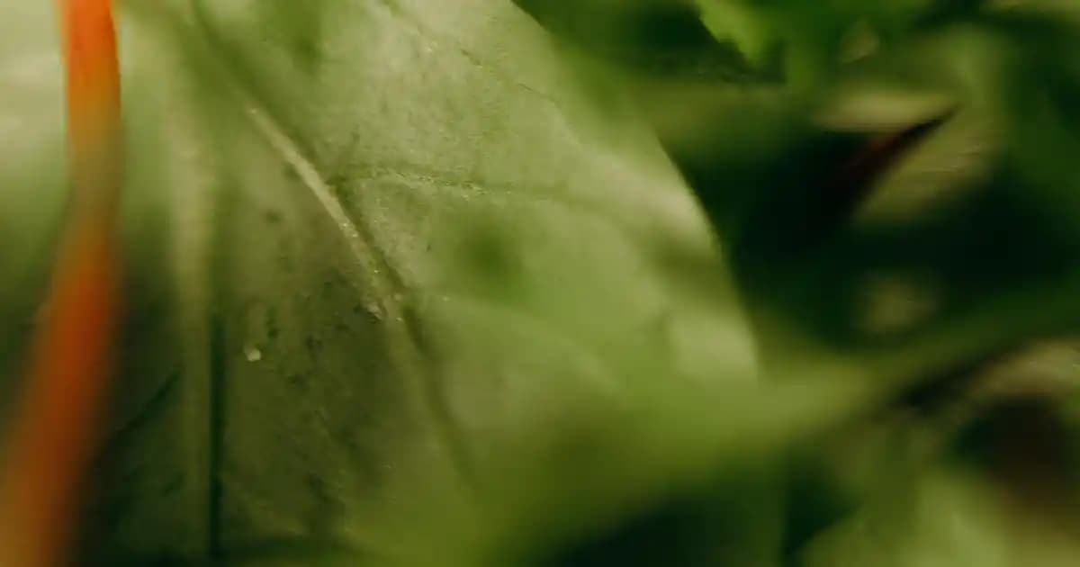 Doğal Hardal Çeşitleri ve Sağlık Faydaları Hakkında Detaylı Bilgi