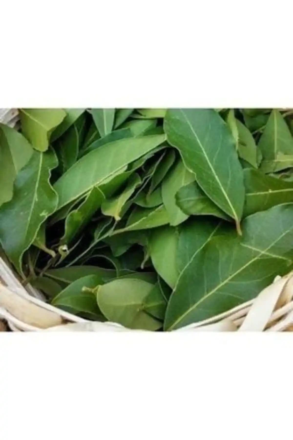 Doğal Kaynaklardan Defne Yaprağı Temini ve Sürdürülebilir Yöntemler