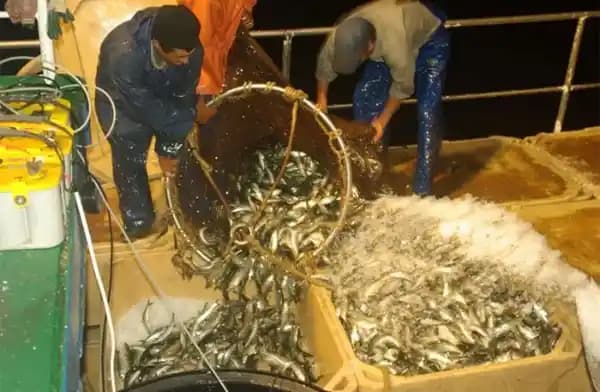 Doğal Süreçte Balık Yağı Üretimi ve Kaynakları Hakkında Detaylı Bilgi