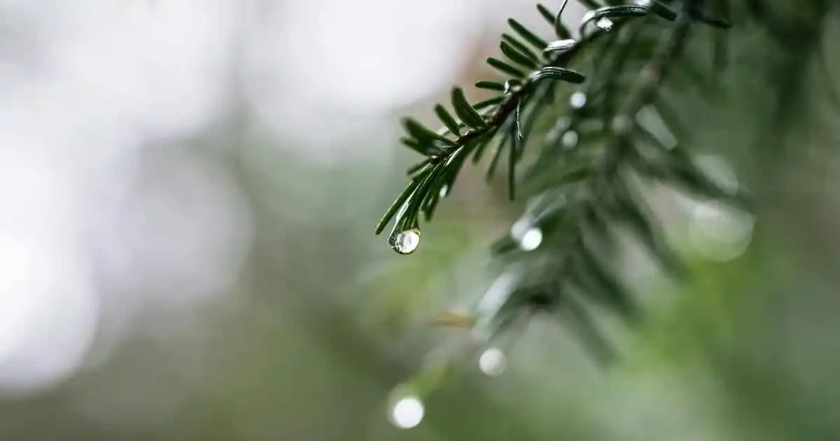 Doğal Tereyağı ve Geleneksel Üretim Yöntemleri Üzerine Kapsamlı Bir İnceleme