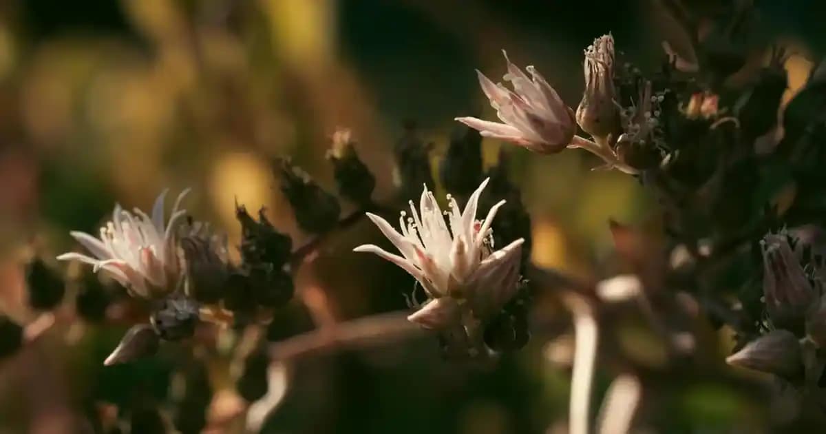 Doğal Yeşil Sebzeler İçin İçecek Tozları Sağlıklı ve Pratik Alternatif