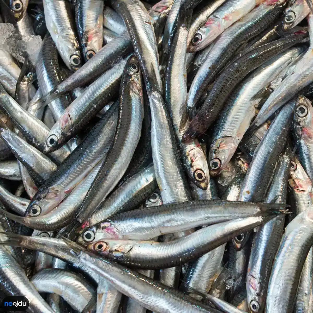 Hamsi Balığının Besin Değeri ve Sağlık Üzerindeki Faydaları Analizi