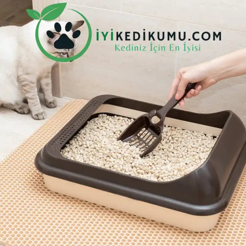 Kedi Kumu Seçim Rehberi: Sağlıklı ve Konforlu Bir Seçenek İçin İpuçları