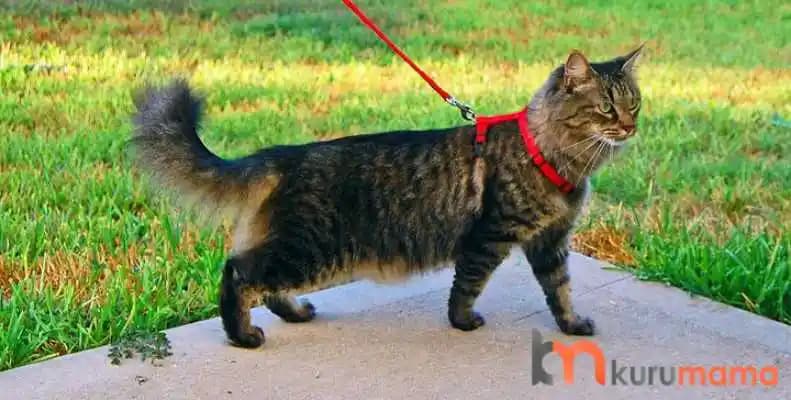 Kedi Tasma Modelleri ve Güvenlik Özellikleri Karşılaştırma Rehberi